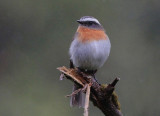 Rufous breasted chat 