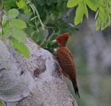 Scale Breasted Woodpecker 