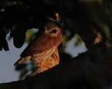 Amazonian Pygmy Owl 