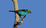 Paradise Tanager 