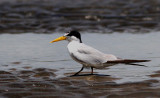 Yellow-Billed Tern