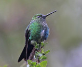 Violel headed hummingbird 