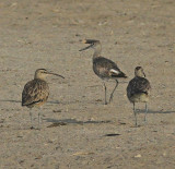 H. Whimbrel  W.Willet