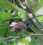 Chestnut-tailed Antbird 
