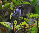 Blue-gray Tanager Amaz 