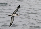 Pink-Footed Shearwater 