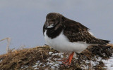 Ruddy Turnstone 