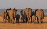  Elefanter 