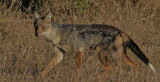 Common Golden  Jackal 