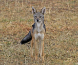  Black  Backed Jackal 