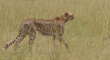  Cheetah 