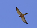 Lesser Kestrel 