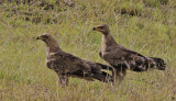 Tawny Eagle 