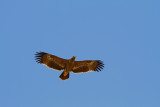 Steppe Eagle 