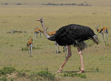  Common Ostrich 