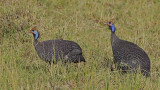 Helmeted Guineafowl 
