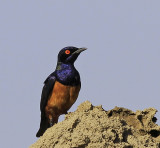  Hildebrandts Starling 