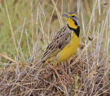  Yellow-throated Longclaw 