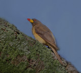 Yellow-billed Oxpecker 