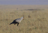 Secretary Bird