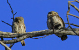 Eurasian Pygmy Owl  & vole