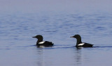 Black Guillemot