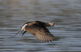 Long-tailed Duck