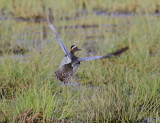 Garganey  