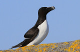 Razorbill