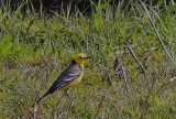 Citrine Wagtail 