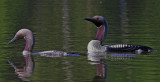 Black-throated Diver 