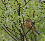 Ortolan Bunting 