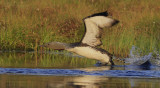 Red-throated Diver 