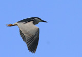 Night Heron