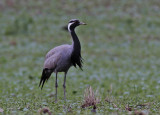 Demoiselle Crane