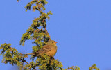 Ortolan Bunting 