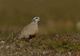 Dotterel  