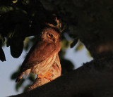 Amazonian pygmy Owl 
