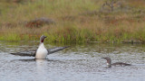 Red-throated Diver