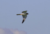 Pallid Harrier