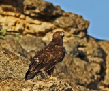 Spotted Eagle 