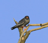 Red-footed Falcon 