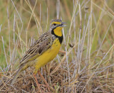 Yellow-throated Longclaw