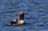 Black-throated Diver  