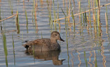 Gadwall 