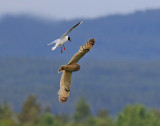 Short-eared Owl & Black-headed Gull