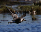 Grey plover 