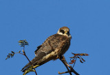 Red-footed Falcon juv