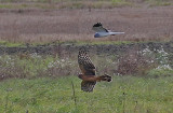 Hen Harrier