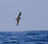  Jouanin Petrel 